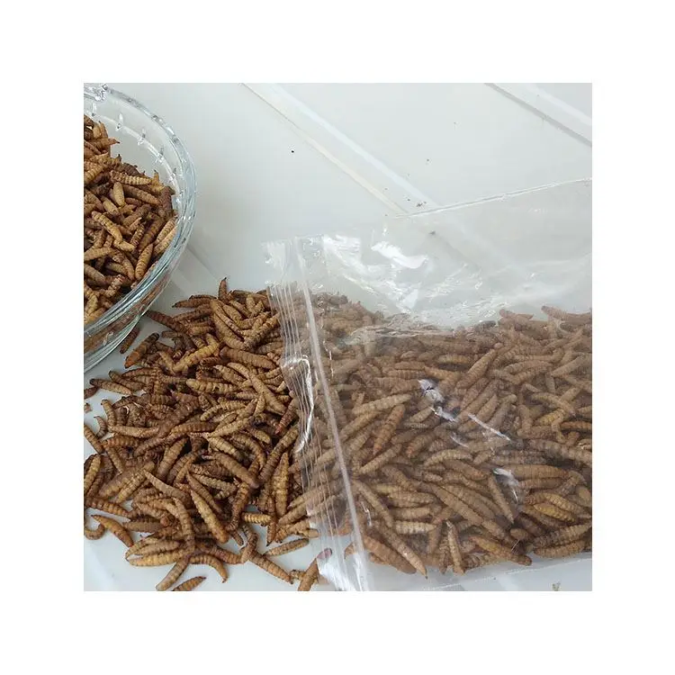 Hot Sale flies feed insect protein live black soldier fly larvae