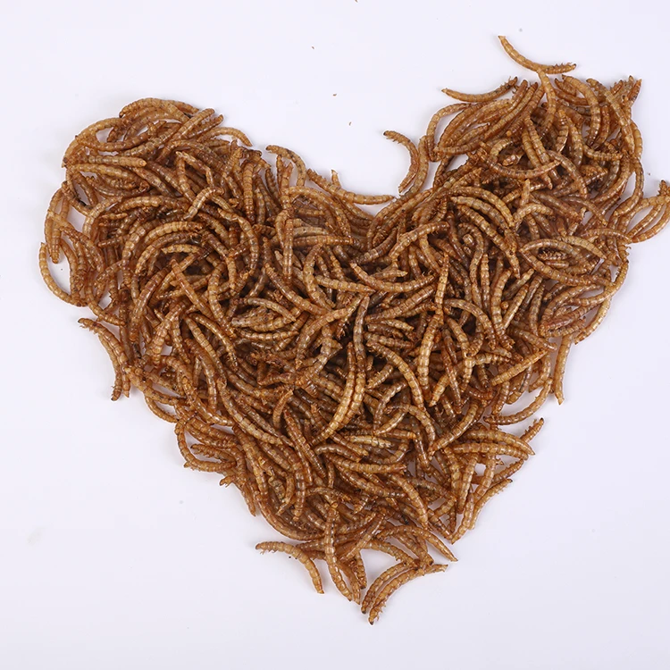 Factory Direct High Protein Larvae Rich Nutrition Edible Insects Dried Mealworm Birds Food Amphibians Aquatic Bait Wholesale