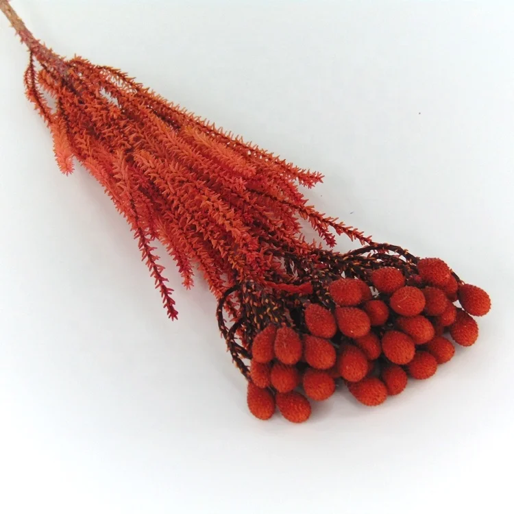 High quality preserved coral flower preserved flowers in glass preserved decor flowers