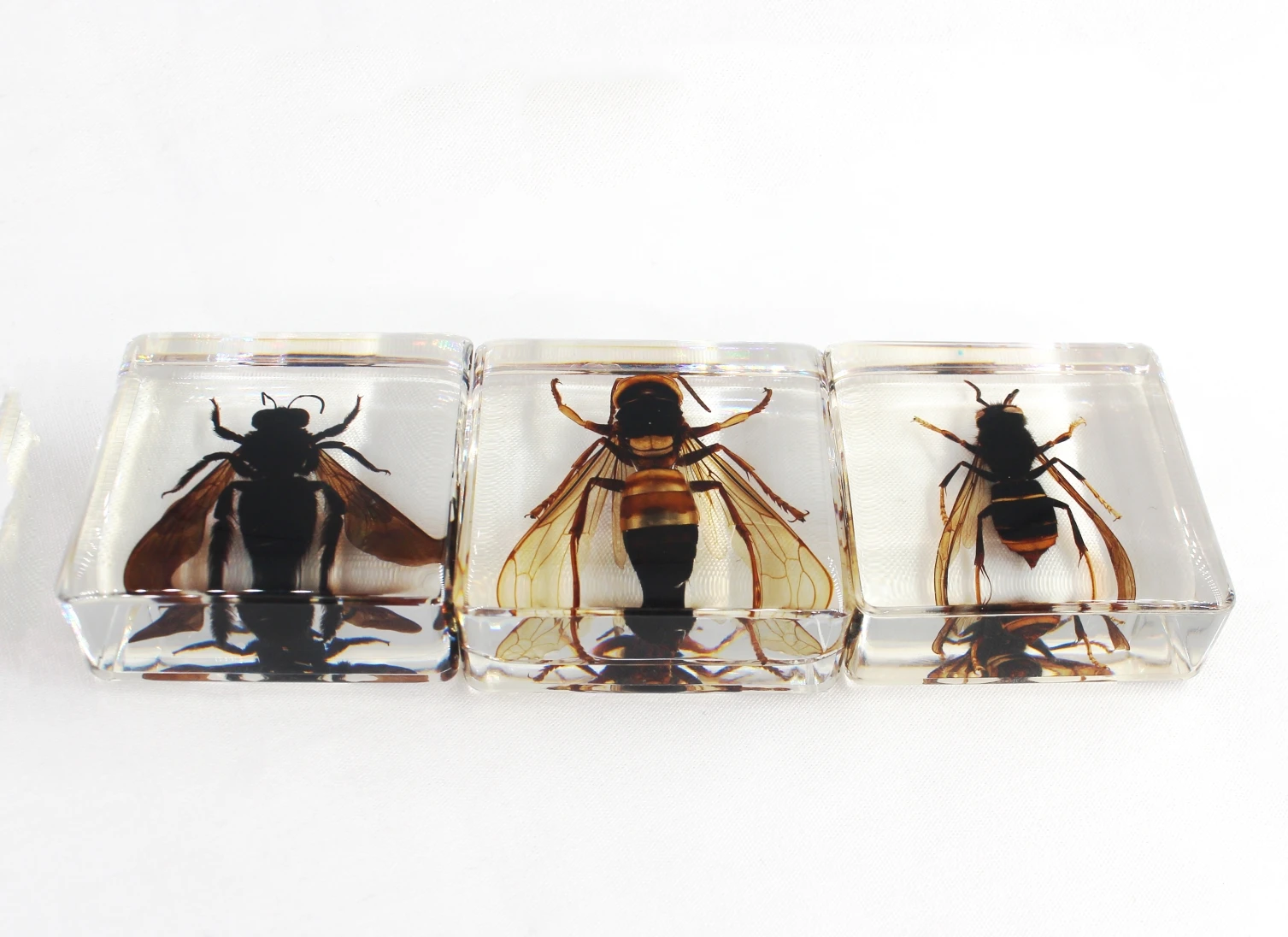 Хранение красоты природы, «насекомые в смоле», подарок на день рождения, образцы настоящих насекомых