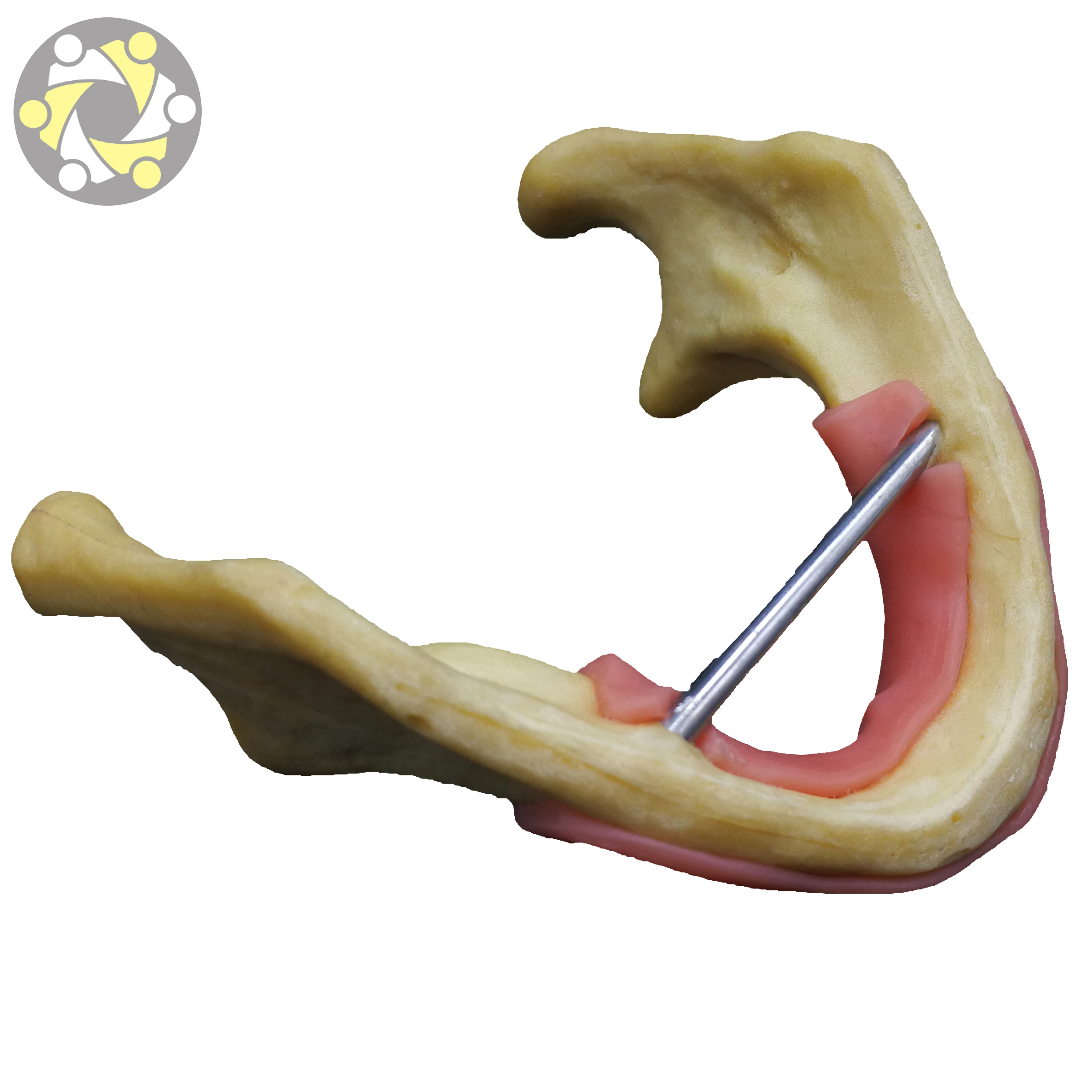 lower jaw Dental Model Implant Practice Model with Silicone gingiva for Student Practice Artificial bone