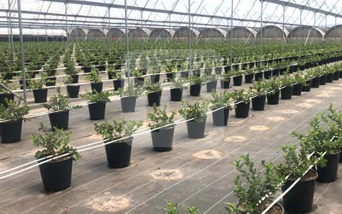 blueberry-pots-greenhouse.jpg