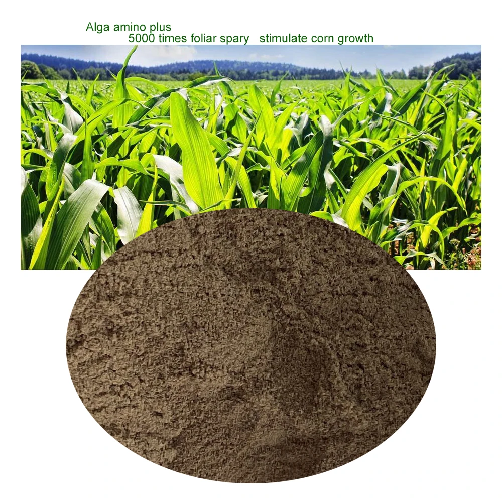 Seaweed Extract Powder Alga with high bio-activity by Low temperature enzymolysis fermentation coupling technology