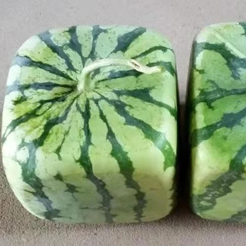 Middle Size Durable Use Watermelon Growing Mould for Farming