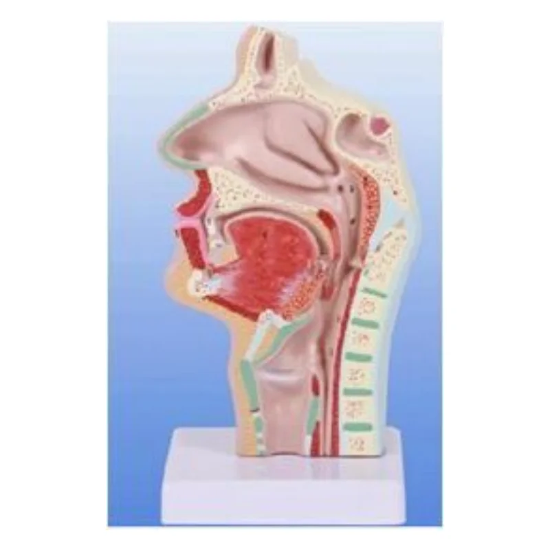 BIX-A521 human anatomical nasal cavity throat model