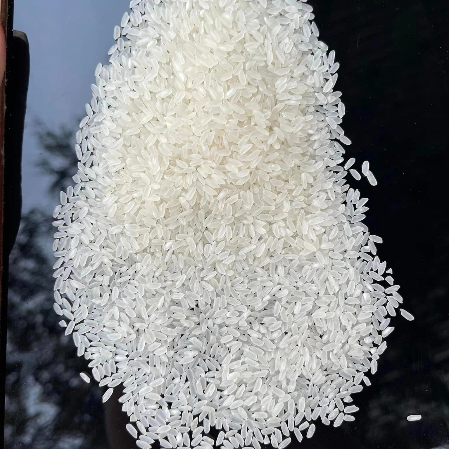 PREMIUM QUALITY JAPONICA RICE GOOD PRICE 3% broken for wholesale Sushi Rice Camolino from Vietnam- LINDA WHAT.SAPP 0084989322607