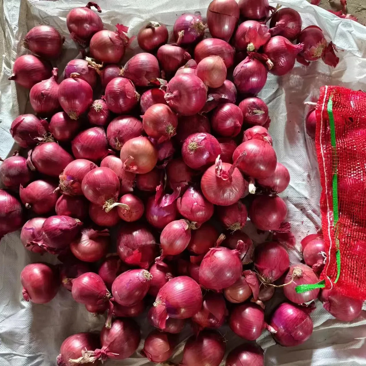 Premium Quality Red Onion New Crop Fresh yellow Onions Good Price Natural Healthy Red onions Wholesale