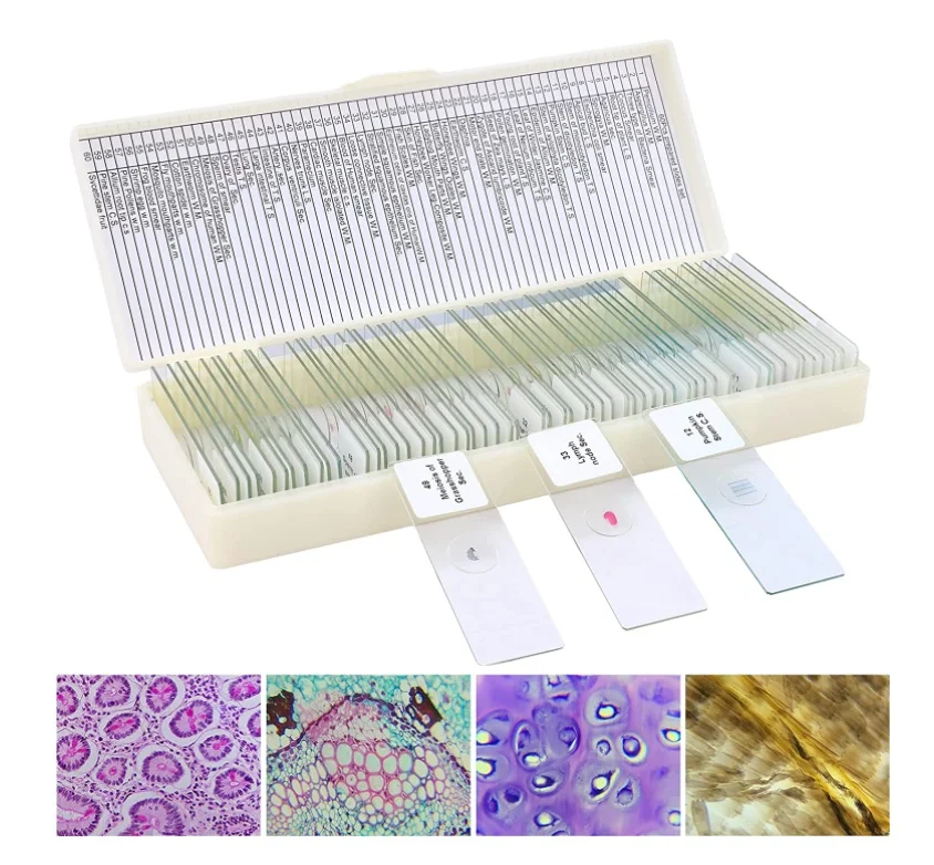 60pcs Microscope Slides for Kids and Adults with botany prepared slides and animal slides for medical science