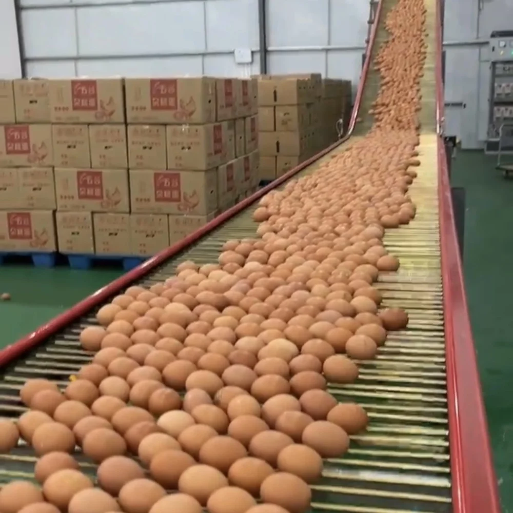 ZUMOI High Quality Automatic Egg Collection Machine Egg Collection Equipment Central  Egg Collection System