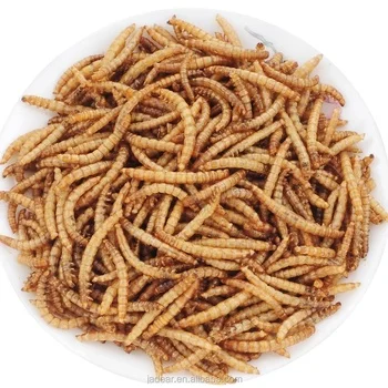 Poultry Stock Lived Mealworm Animal Feed Additive