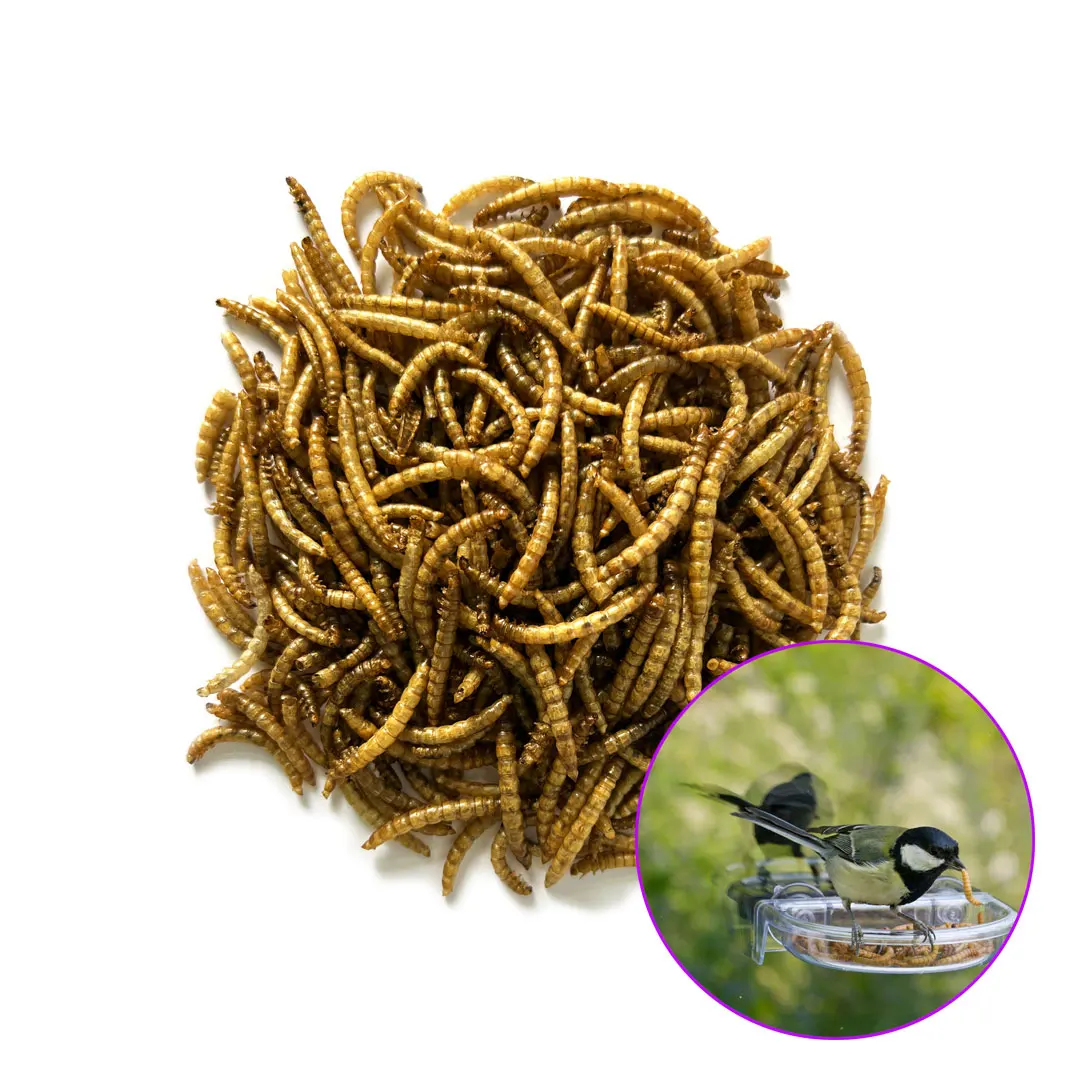 Wholesale Dried Mealworms Poultry Feed Dried Malworms 11lb Bird Worms