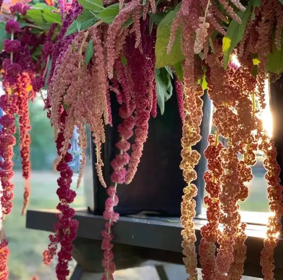 Factory Wholesale wisteria hanging flowers amaranthus fresh cut flowers Hanging Amaranthus for home decor or wedding backdrop