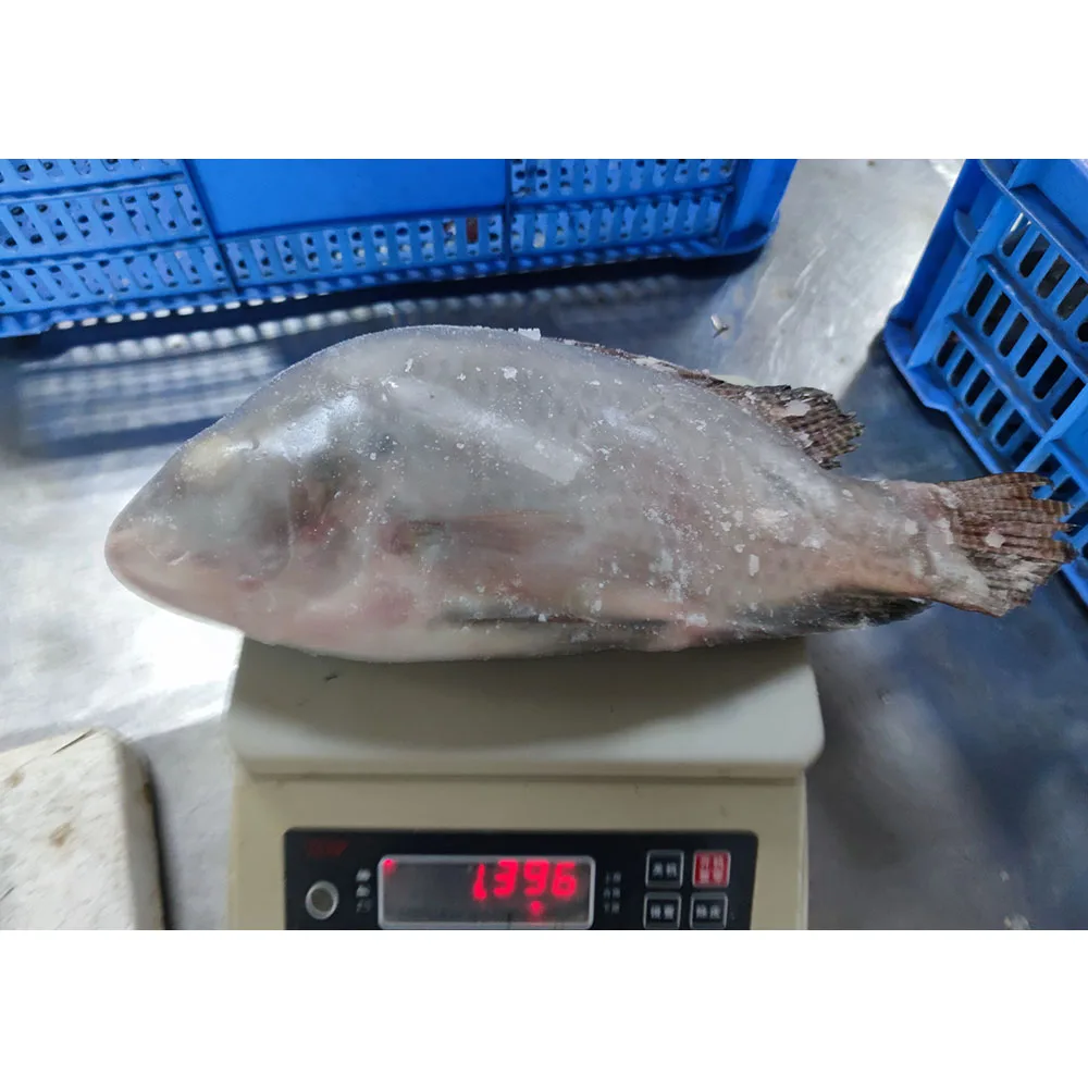 China frozen fish tilapia kosher fish frozen tilapia frozen tilapia fish specification