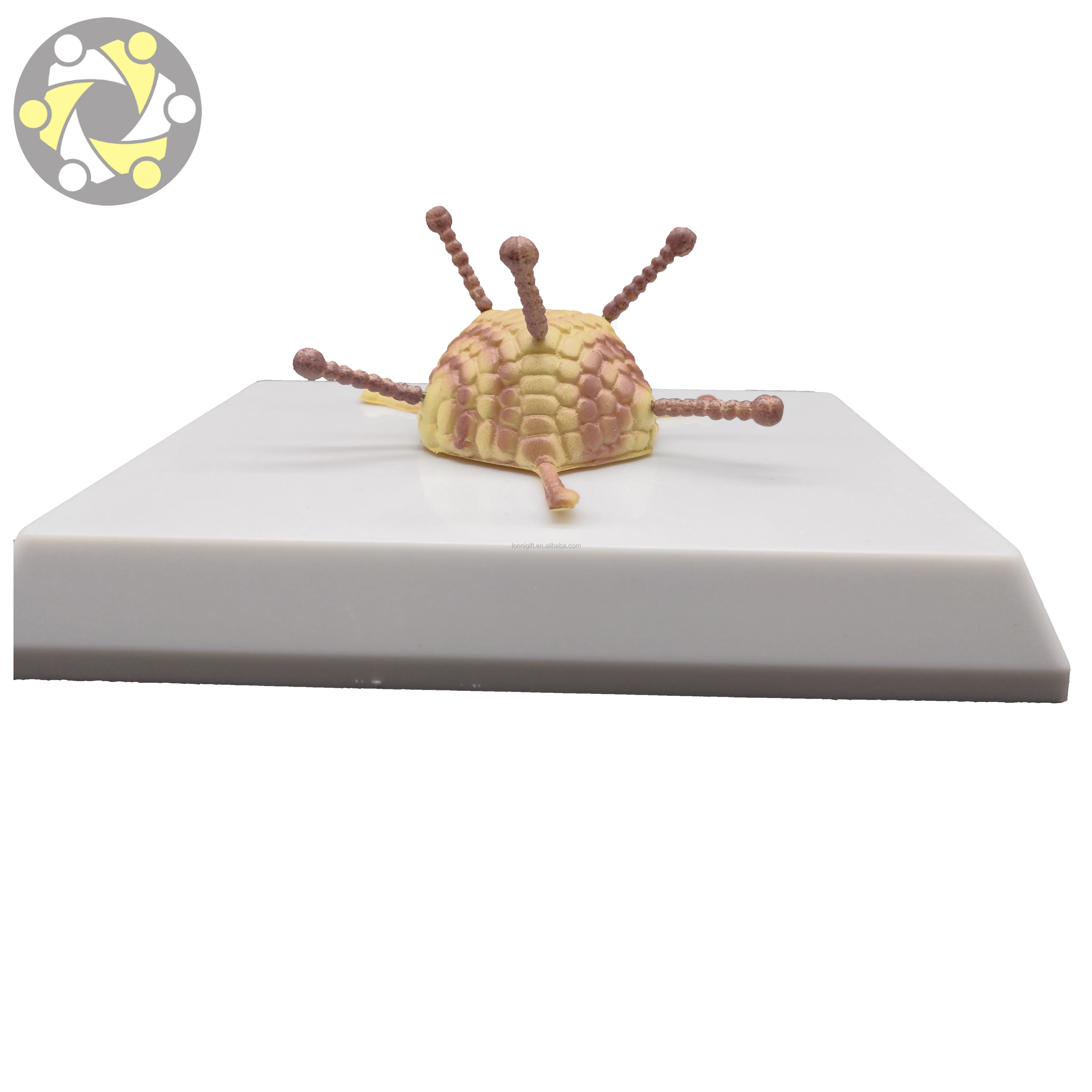 Medical science Virus anatomical model Bacterial virus model Adenovirus Cell Ultrastructure Model