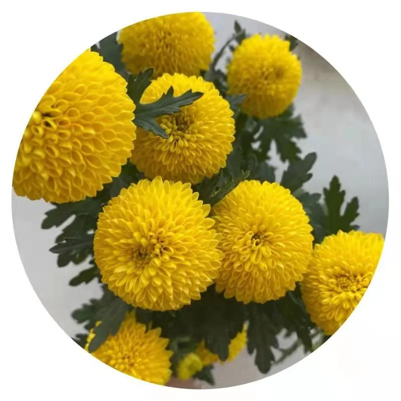 Yuhuiting flower Spryed head yellow