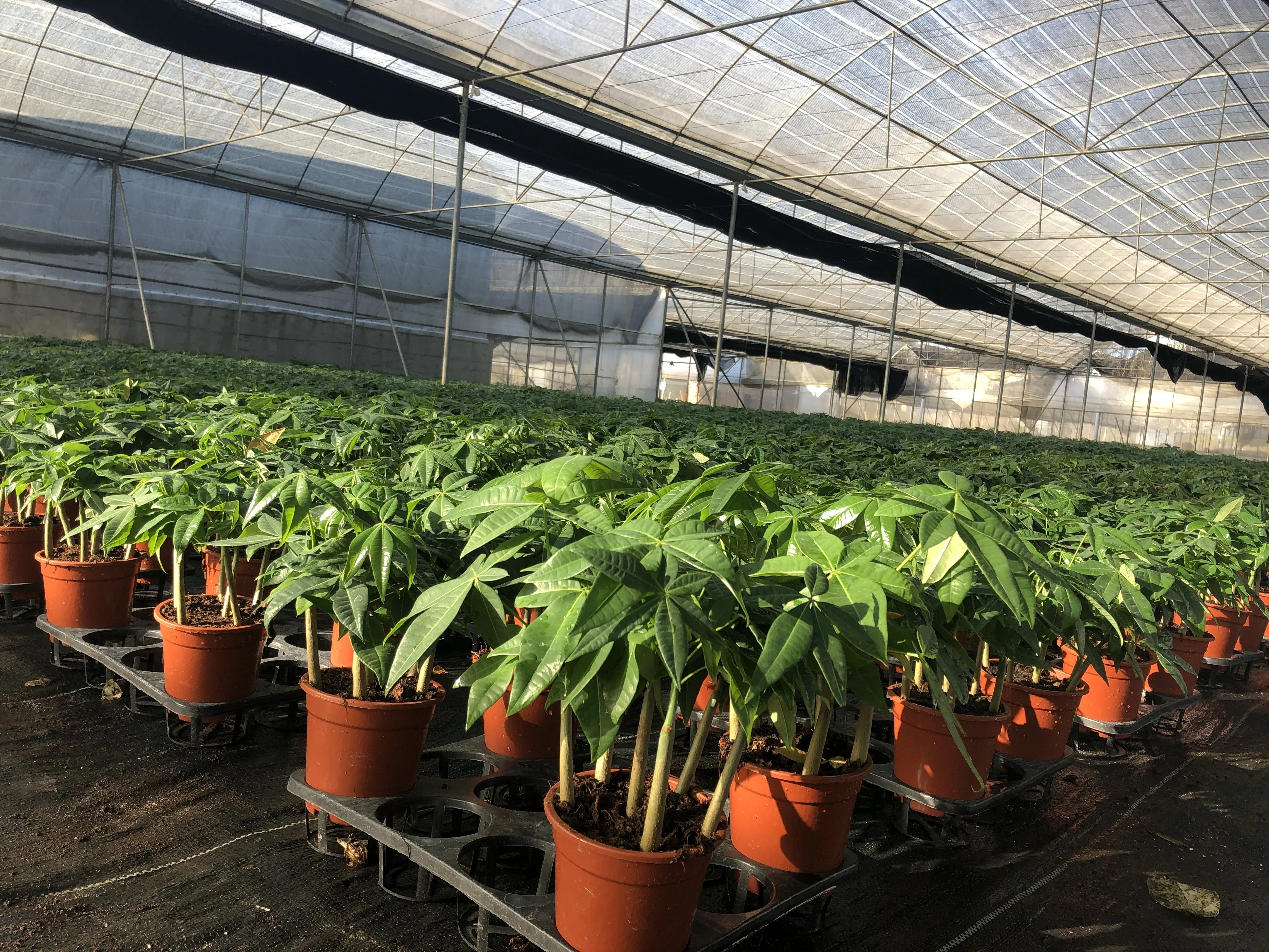 
Factory direct high-quality fortune indoor bonsai fortune tree 