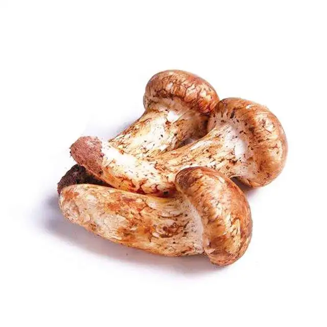 
Dried Tricholoma matsutake mushroom high quality matsutake slices 