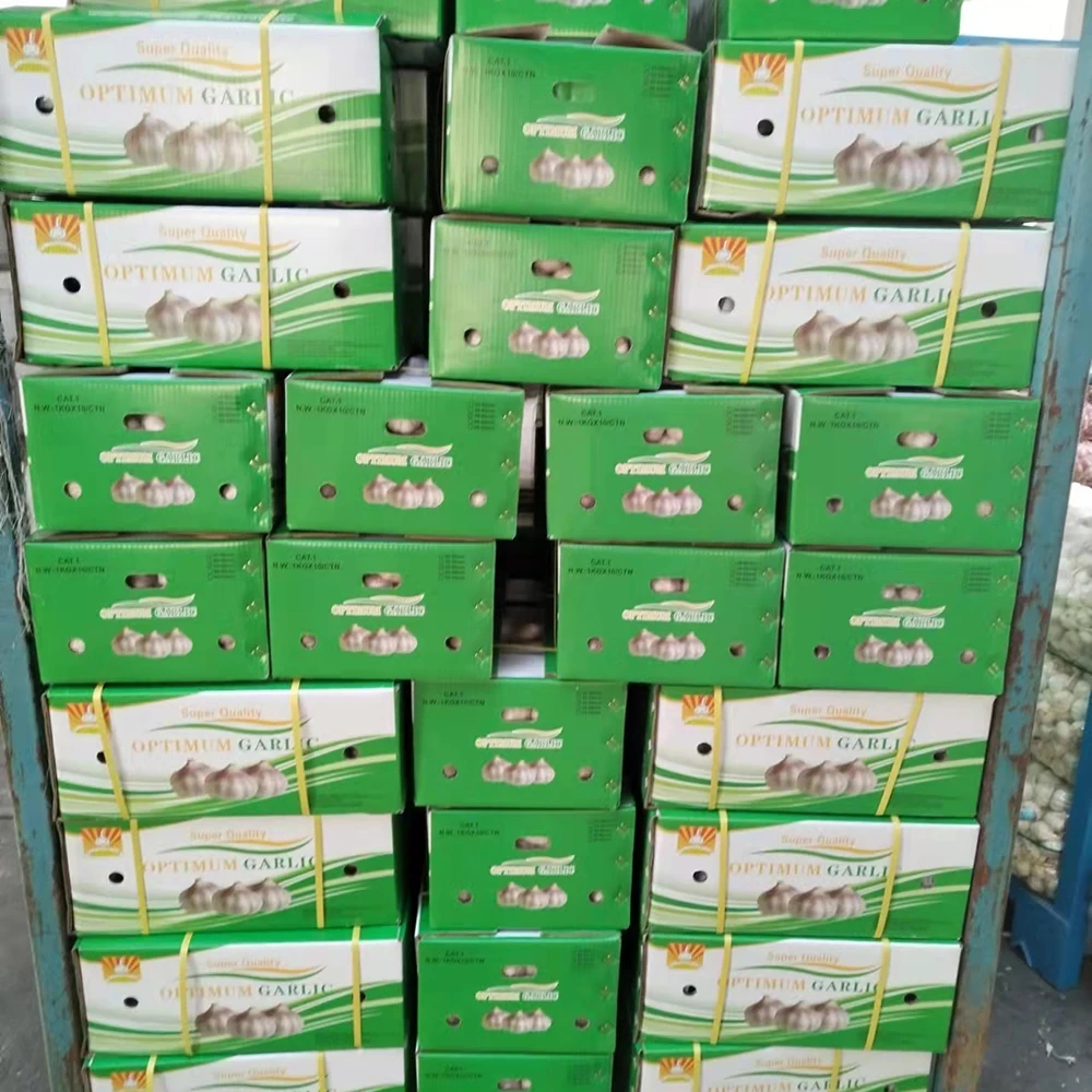 Fresh Garlic Normal White China G1 Garlic Ail Size 5.5 New Supplier Snow White Garlic Wholesale China Export Ajo Market Price
