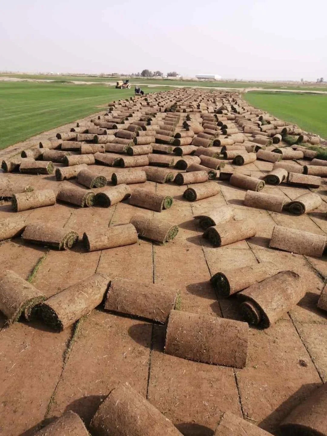 9 HP la cutting machine sod cutter Turf Cutter Sod cutting transplanting machine grass cutter lawn transplant machine