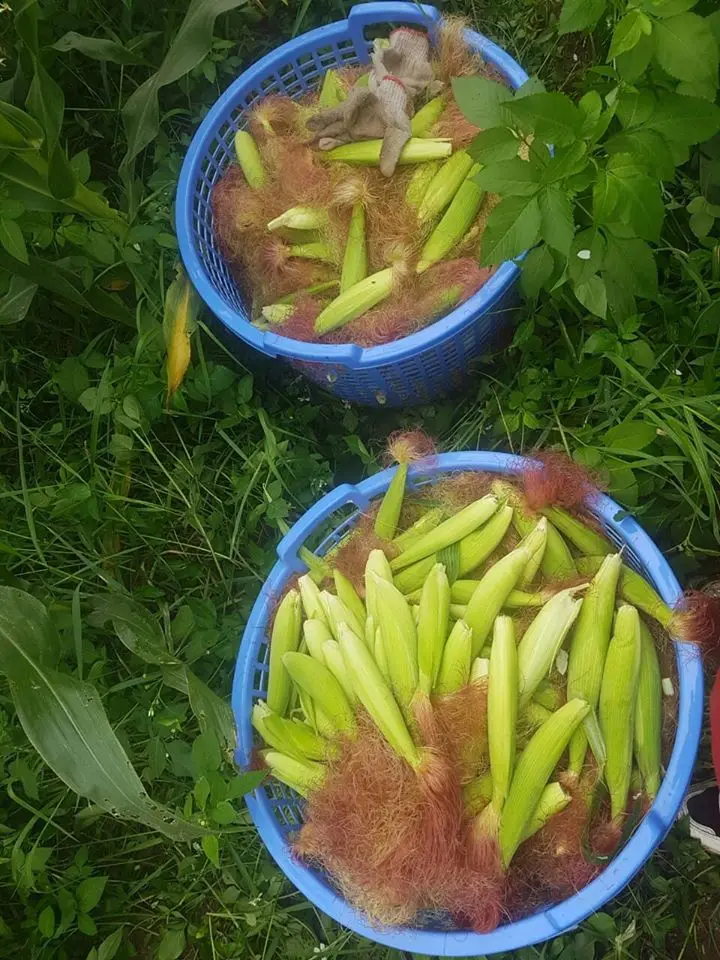 Wholesale Organic Frozen baby corn with cheap price from Agenas co.ltd Viet Nam