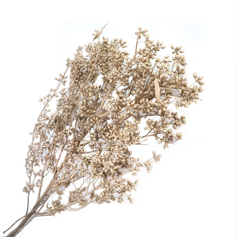 Dried Millet Fruit Preserved Eternal Rice Fruit Flower for Bouquet Making for Household Wedding Asparagus Baby Pampas