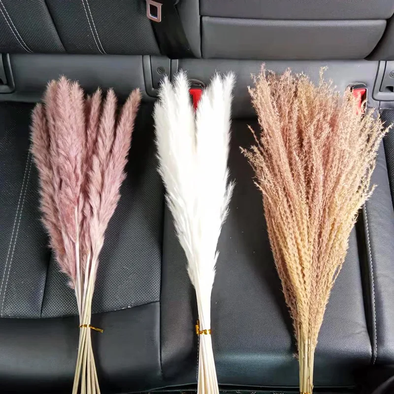 Cheap Price Real Dried Pampass Long Lasting Small Pampas Grass