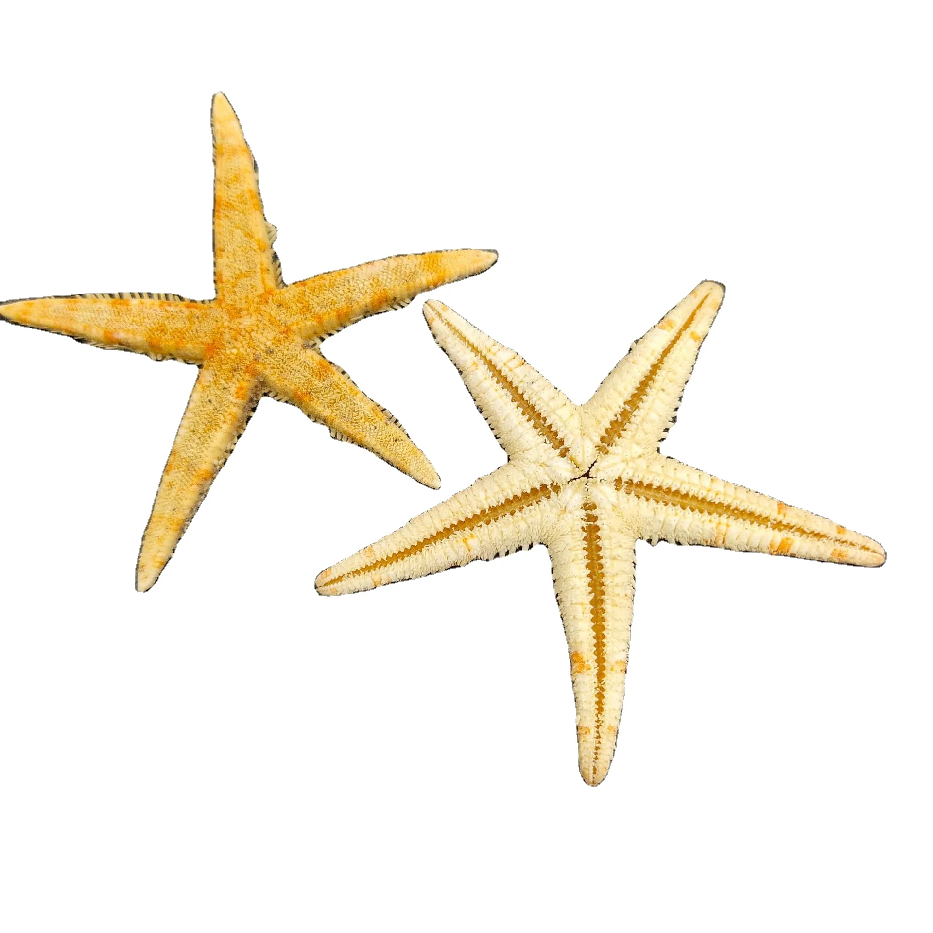 Wholesale handmade DIY crafts accessories landscape decoration immortal flowers natural conch shells starfish