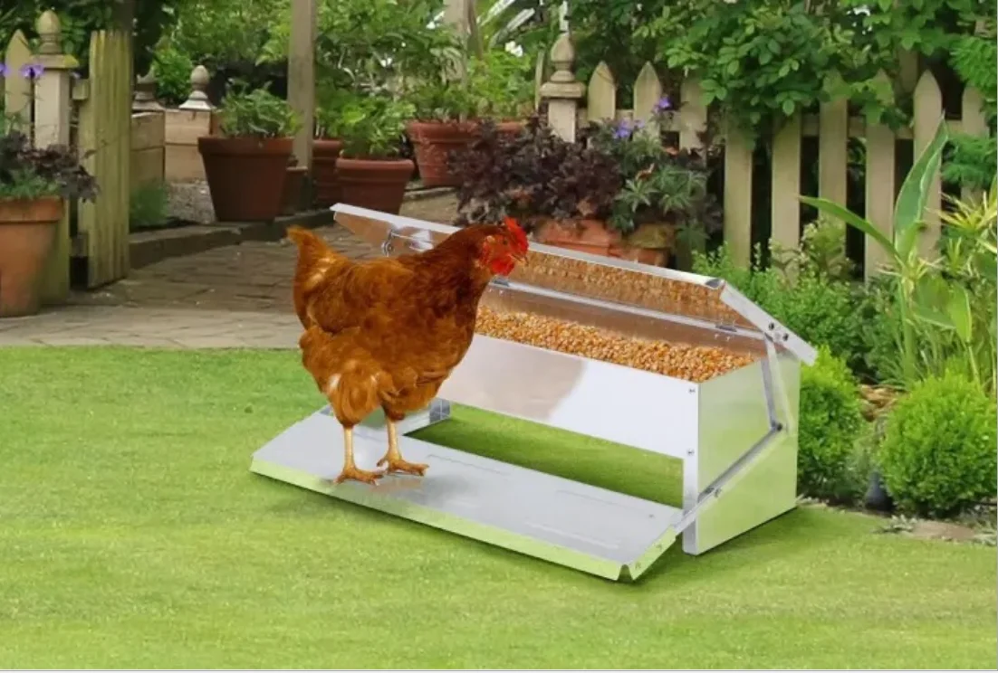 automatic drinker for chickens chicken feed concentrate