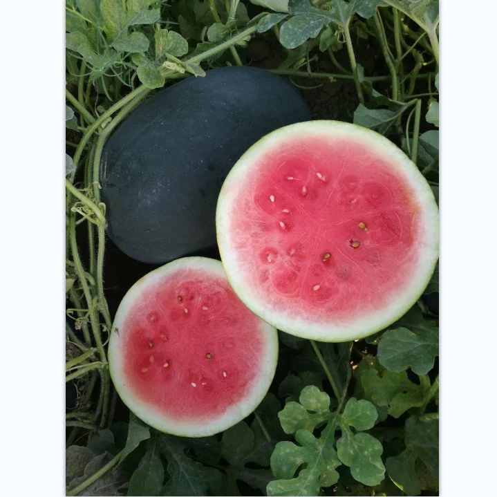 
Melon Seeds Black Oval Red Flesh Hybrid F1 Watermelon Seeds for Planting 
