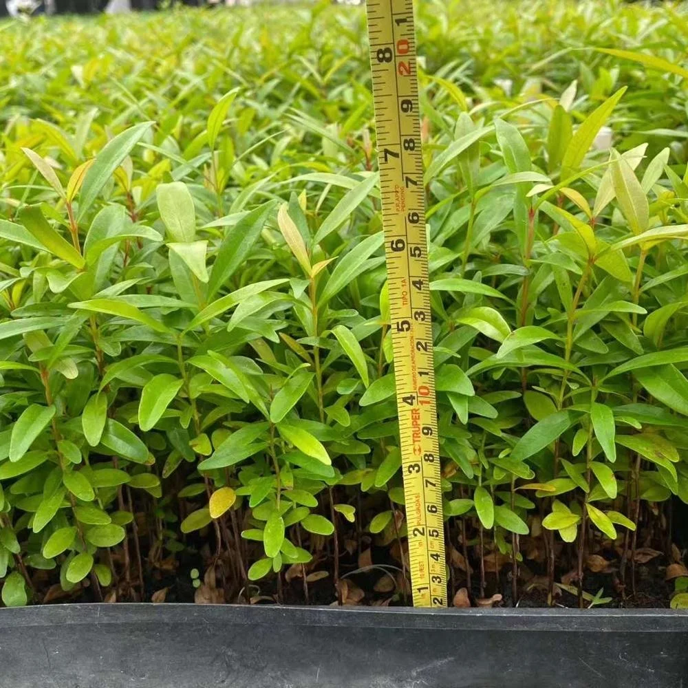 Завод рассады красный автомобиль рассада