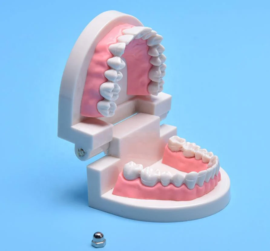 Dental Teeth Model Life Size Removable Oral Health Care For Kids Dental Teaching Model Upper Lower Jaw Educational Supplies