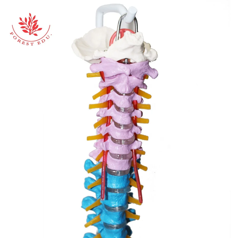 
Spine Model 85cm Human Teaching Anatomical Medical Spray Support To Prevent Rust ModelColor Coded Flexible Plastic Spine Model 