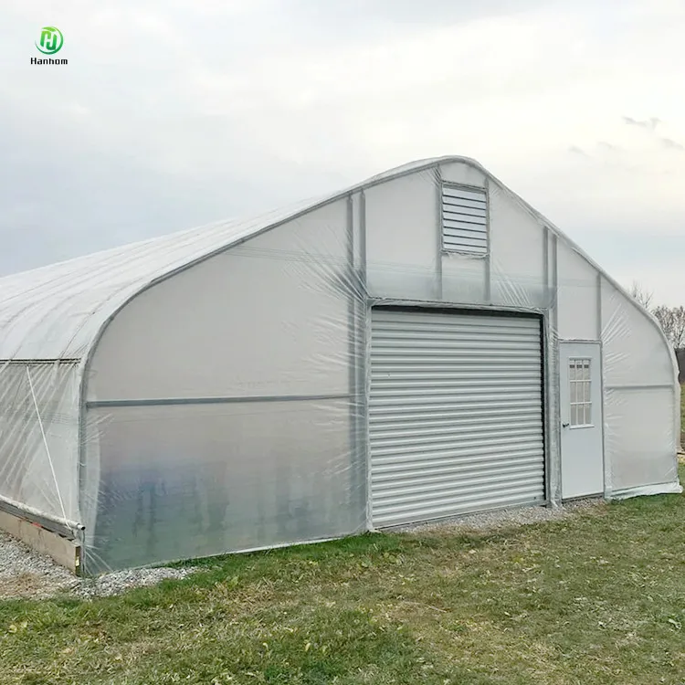 Cheap agricultural greenhouse for tomato cultivation