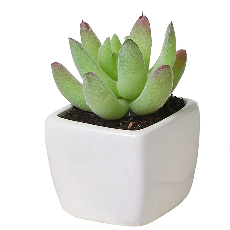 top seller artificial plants plastic succulent plant faux aloe mini small  bonsai in pot for office