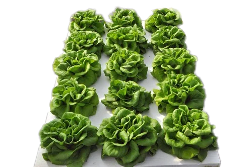 Factory direct sale custom hydroponic floating boards rafts foam system DWC Foam Floating Raft Floating Hydroponic Garden