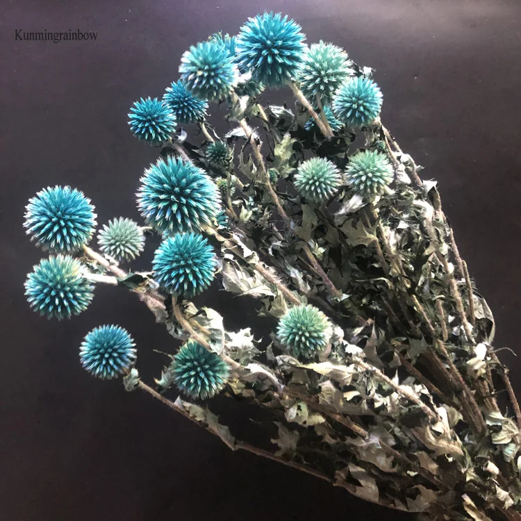 Wholesale preserved dried Globe Thistle Dried Echinops Sphaerocephalus Blue Eryngium planet flower