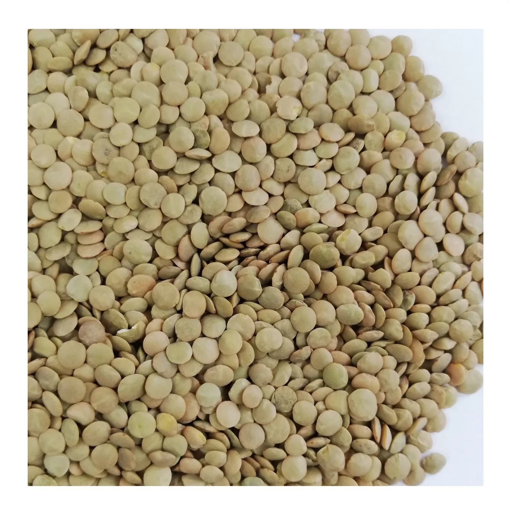 Поставка зеленой чечечевицы высшего качества