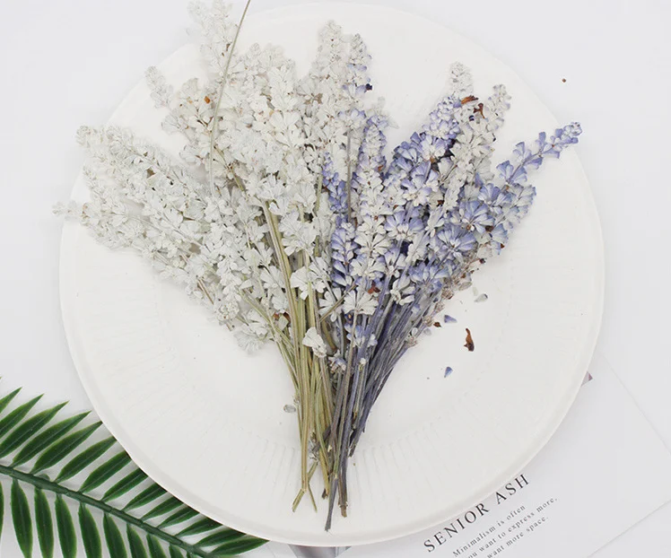 Real Dried Pressed Flower Sage