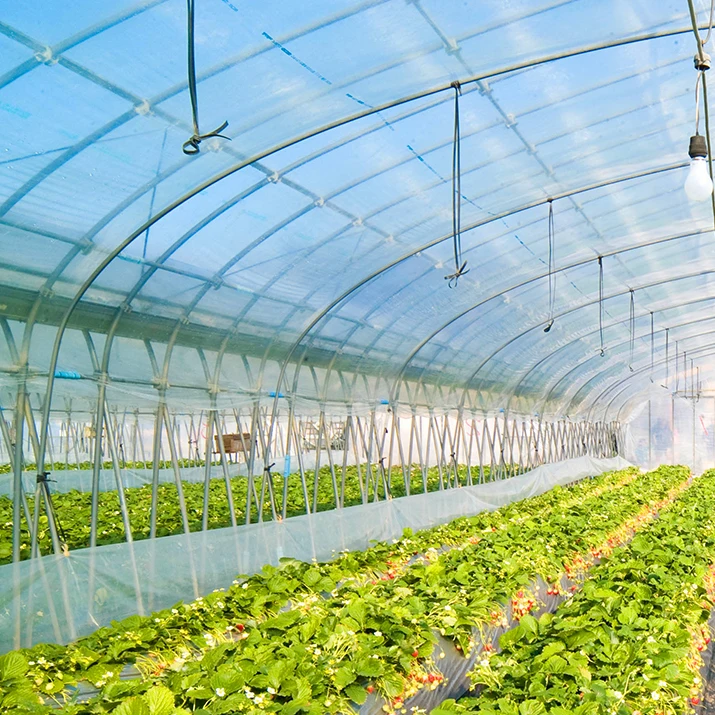 China produce safe and reliable paddy greenhouse films