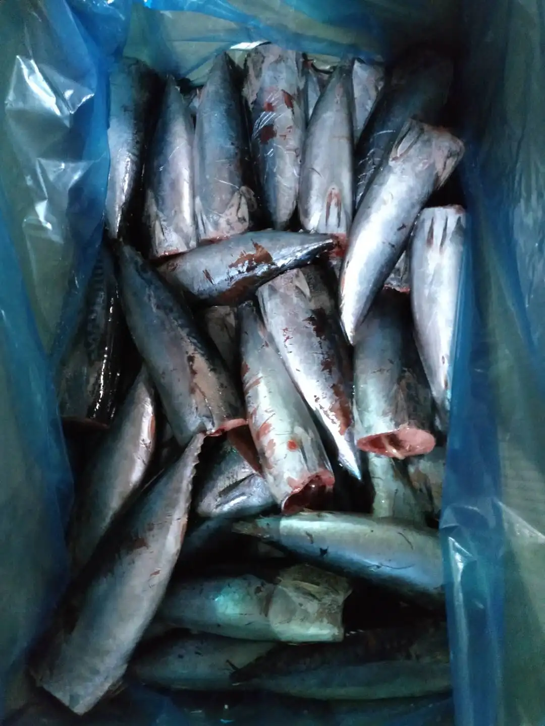 
Frozen Bonito Tuna fish HGT seafrozen BQF for CANNING 