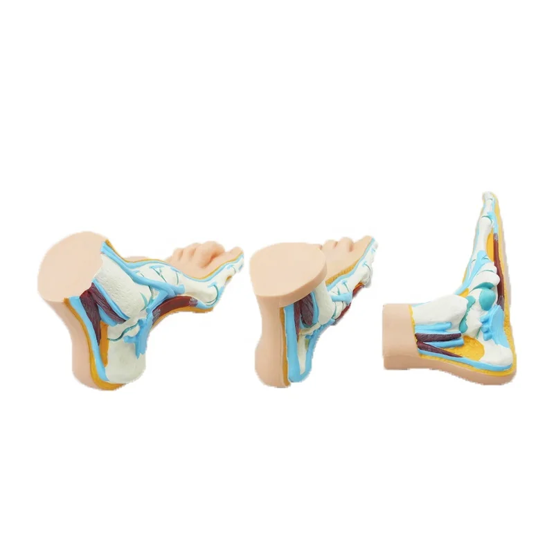 
Human Normal Foot Anatomy Model for Teaching 