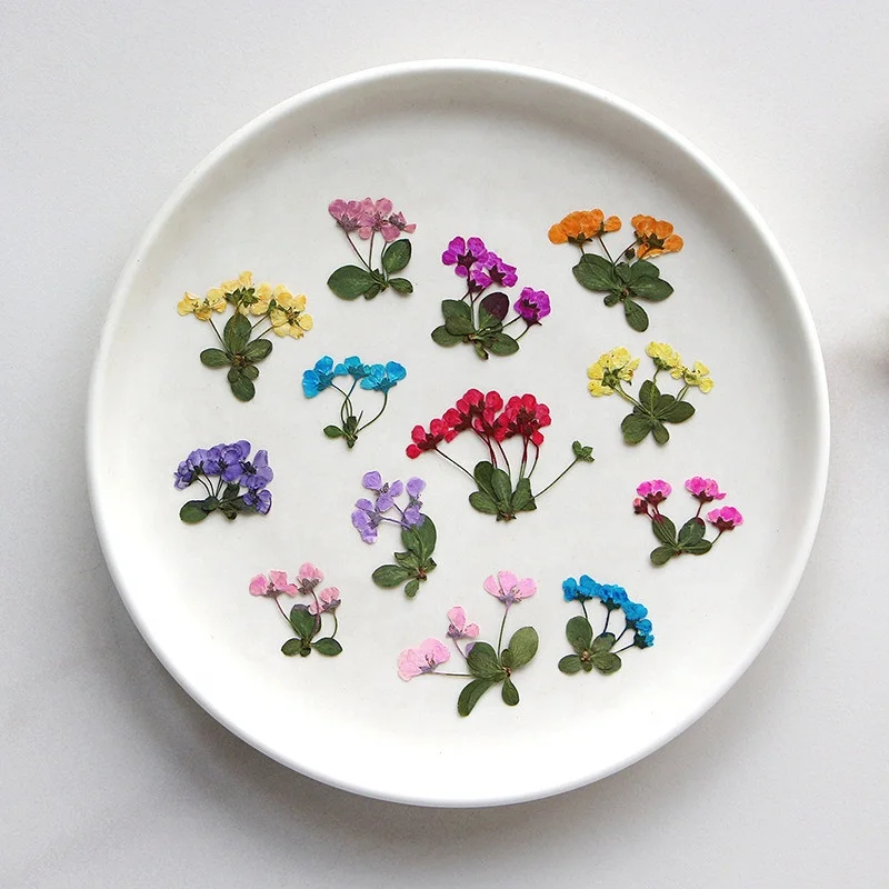 new product Diy Material dried dry giantfalsespiraea pressed False Spiraea flower for nails Bookmark Phone case photo frame