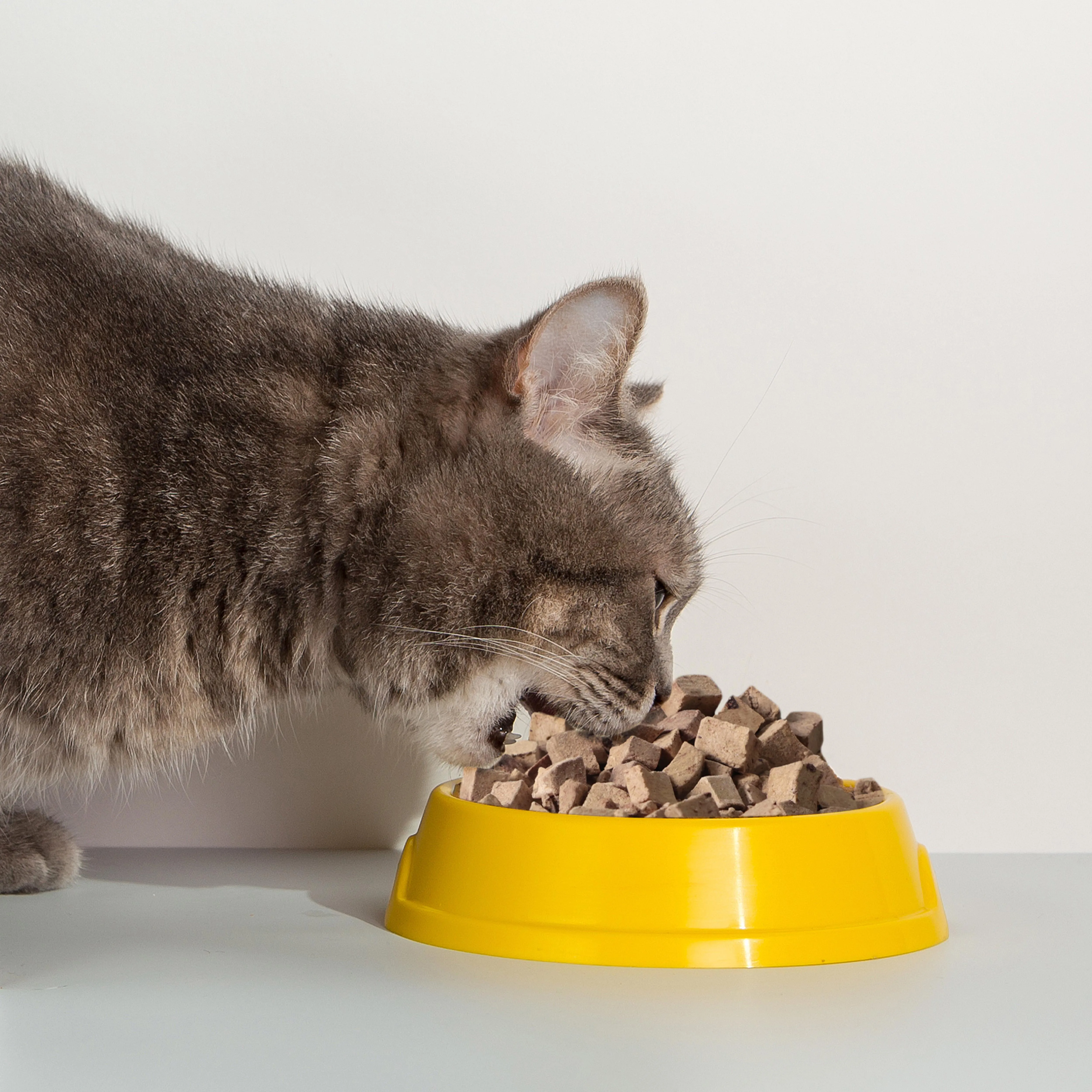 OEM ODM manufacturer freeze dried attractive beef liver flavor cat treat for eco friendly pet treat cat treats temptations