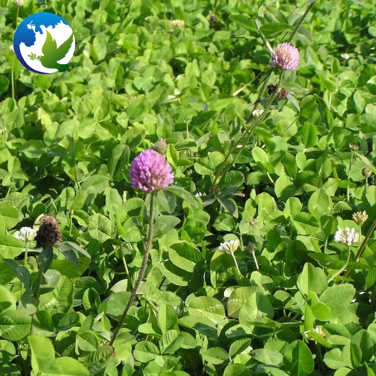 
High Sprouting Rate Slpoe Grass Seed Trifolium Pratense T.Prate Nse Linn Red Clover Blossoms Seeds 