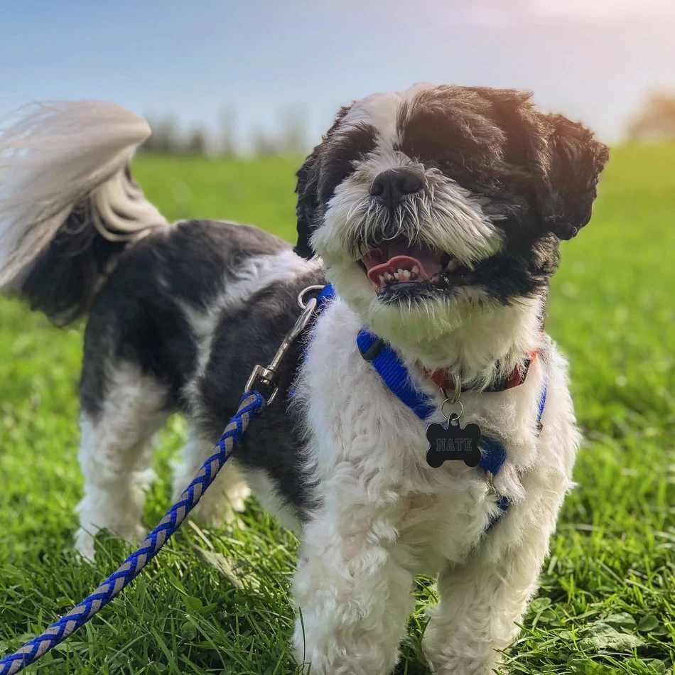 
5ft 4ft Dog Rope Leash Original Equipment Manufacturer With Certificate 