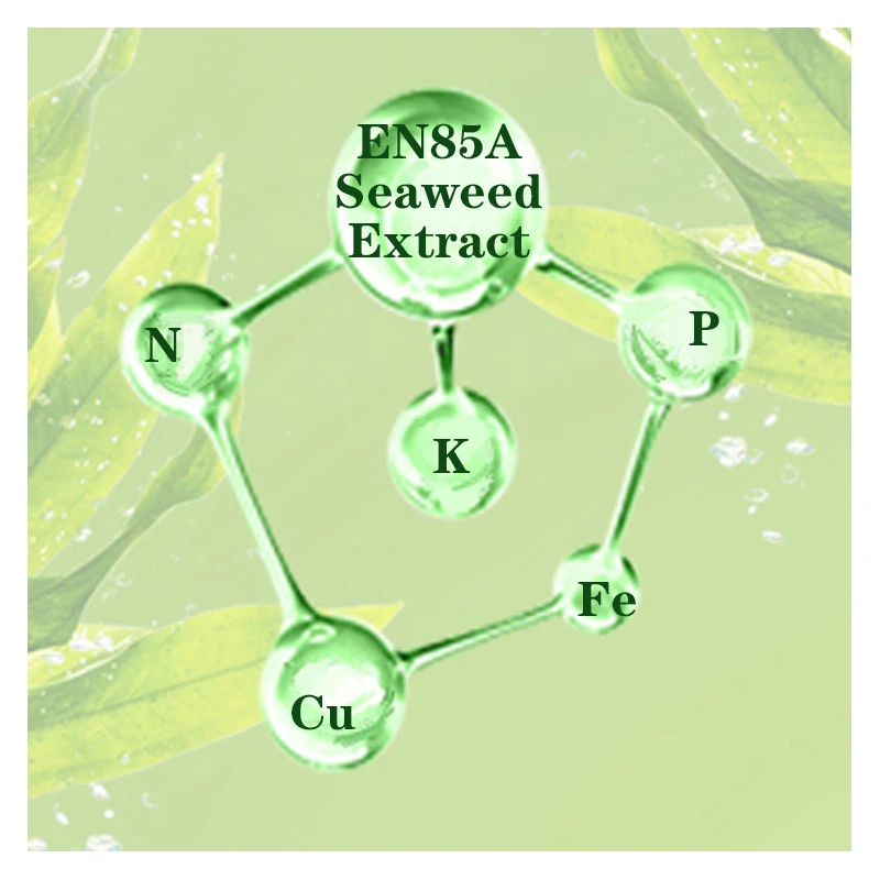 Water soluble seaweed fertilizer liquid plant extract natural organic fertilizer