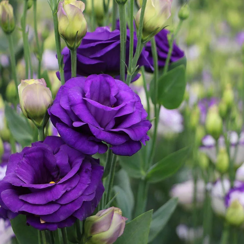 
Hot Selling Artificial Multiple Styles Blue Fresh cut Roses flowers For Wedding Party Club Ornament 