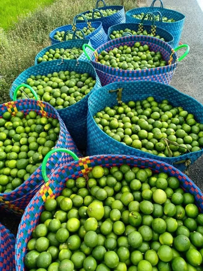 VIETNAM Fresh Citrus Fruit Healthy Nutritious Fresh Fruit Lemon Seedless Lime Vietnamese - WS 0084989322607
