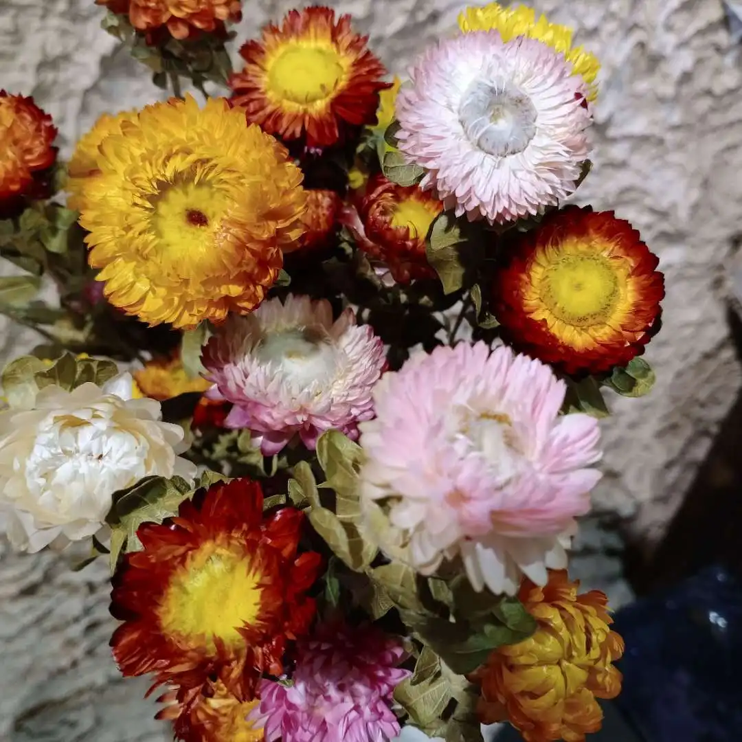  Seven color chrysanthemum gerbera dried flower eternal holiday home decoration arrangement