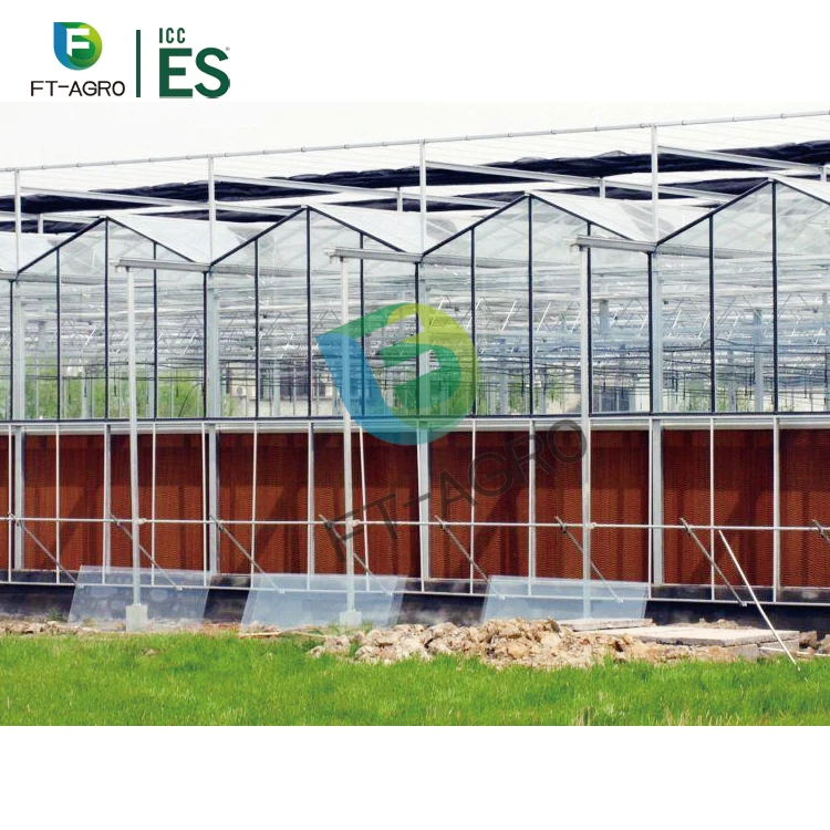 Modern style Multispan Glass Agricultural Greenhouse for Strawberry / Grape / Raspberry